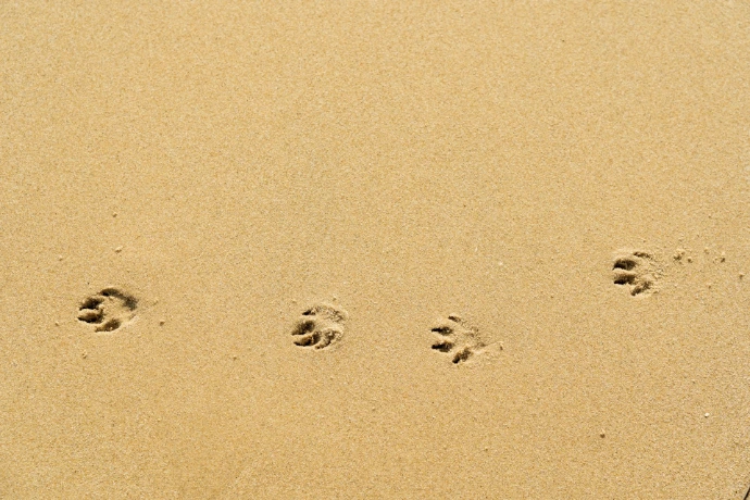foot prints on brown sand